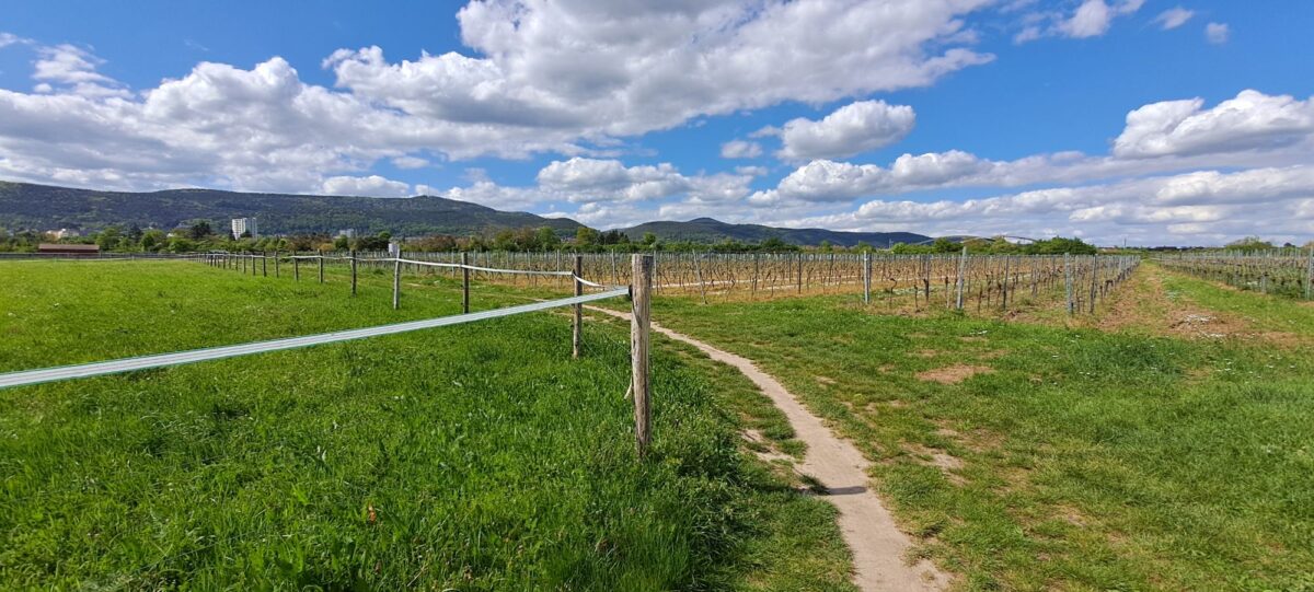 Pfalz – Vogesen (1)