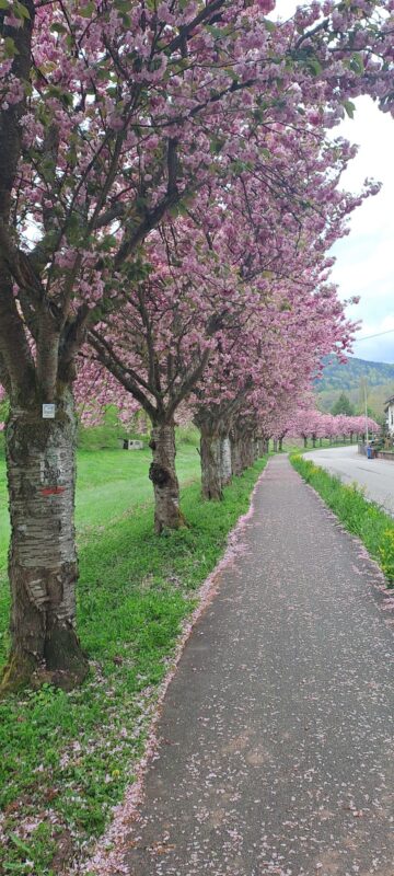 Pfalz – Vogesen (2)