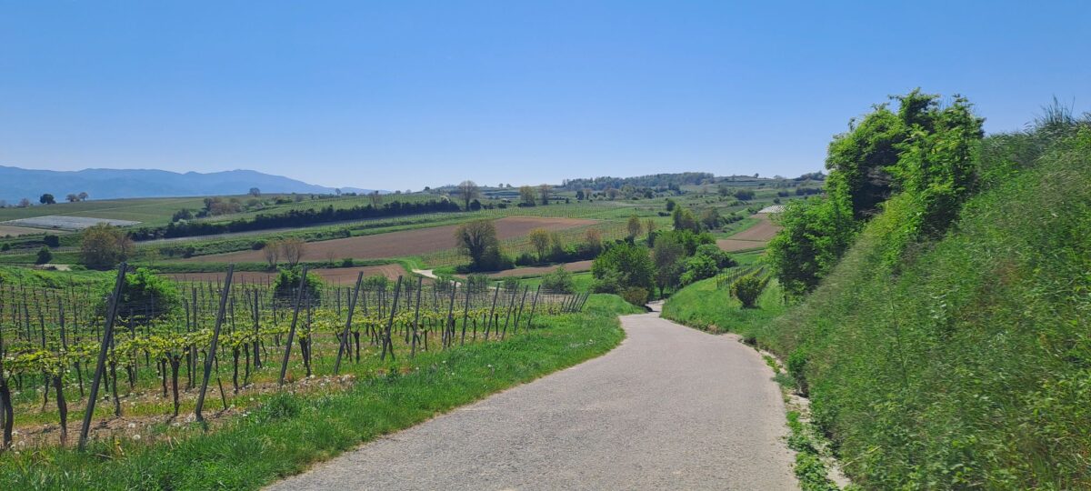 Pfalz – Vogesen (6)